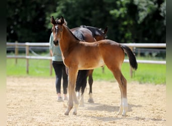 German Riding Horse, Stallion, Foal (04/2024), Brown