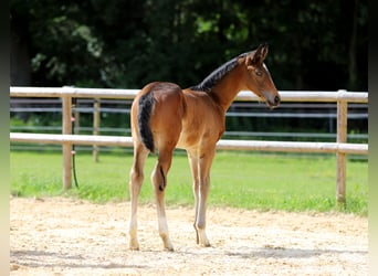 German Riding Horse, Stallion, Foal (04/2024), Brown