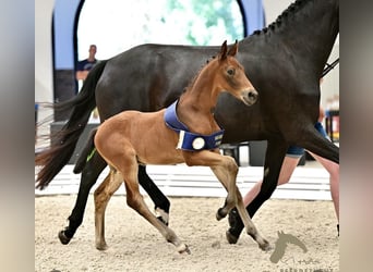 German Riding Horse, Stallion, Foal (05/2026), Brown