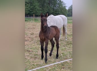German Riding Horse, Stallion, , Brown