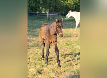 German Riding Horse, Stallion, , Brown