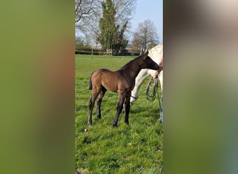 German Riding Horse, Stallion, , Brown