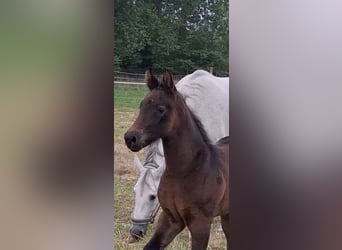 German Riding Horse, Stallion, , Brown