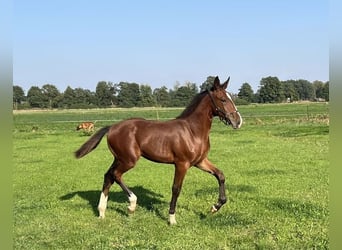 German Riding Horse, Stallion, , Brown