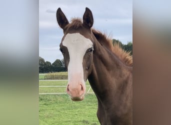German Riding Horse, Stallion, Foal (05/2026), Chestnut