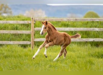 German Riding Horse, Stallion, Foal (03/2024), Chestnut-Red