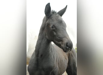 German Riding Horse, Stallion, Foal (03/2023), Gray-Dark-Tan