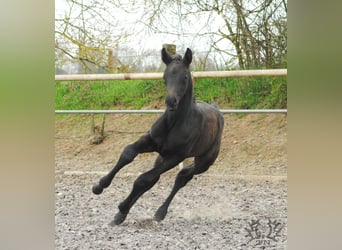 German Riding Horse, Stallion, Foal (03/2023), Gray-Dark-Tan