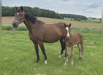 German Riding Horse, Stallion, Foal (04/2024)