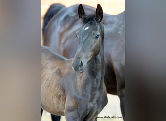 German Riding Horse, Stallion, Foal (04/2023), Smoky-Black