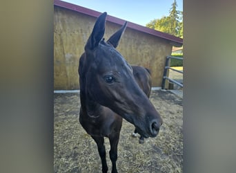 German Riding Horse, Stallion, Foal (02/2026), Smoky-Black
