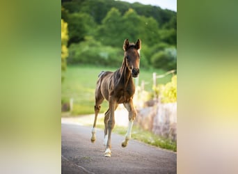 German Riding Horse, Stallion, Foal (04/2025), Smoky-Black