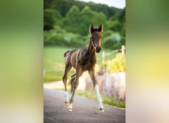 German Riding Horse, Stallion, Foal (04/2025), Smoky-Black