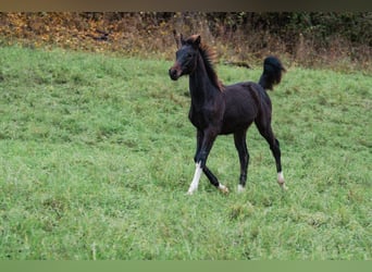 German Riding Horse, Stallion, Foal (04/2025), Smoky-Black