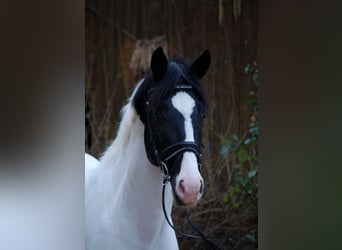 German Riding Horse, Stallion, 6 years, 16.1 hh, Pinto