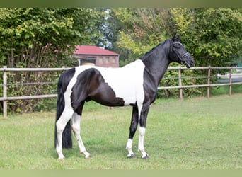 German Riding Horse, Stallion, 8 years, 16.3 hh, Pinto