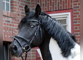 German Riding Horse, Stallion, 8 years, 16.3 hh, Pinto