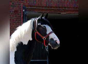 German Riding Horse, Stallion, 5 years, 17 hh, Pinto