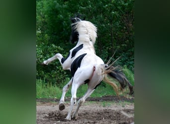 German Riding Horse, Stallion, 4 years, 17 hh, Tobiano-all-colors