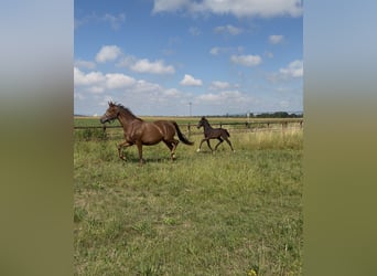 German Riding Horse, Unknown, Foal (04/2026), Smoky-Black