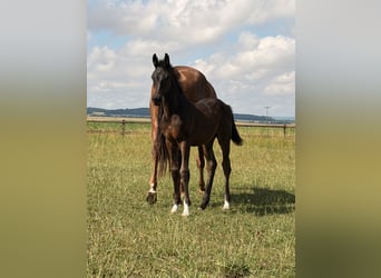 German Riding Horse, Unknown, Foal (04/2026), Smoky-Black