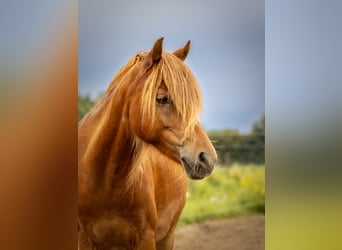 German Riding Pony, Gelding, 10 years, 12.3 hh, Chestnut-Red