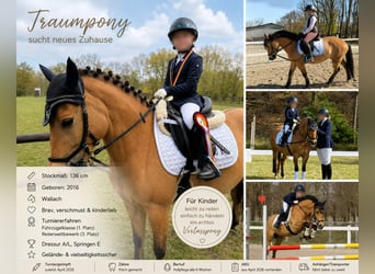 German Riding Pony, Gelding, 10 years, 13.1 hh, Dun
