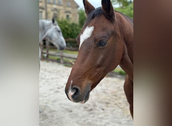 German Riding Pony, Gelding, 10 years, 13.3 hh, Brown