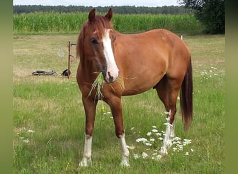 German Riding Pony Mix, Gelding, 10 years, 13.3 hh, Chestnut-Red