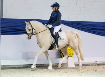 German Riding Pony, Gelding, 10 years, 13 hh, Palomino