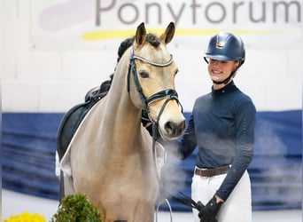 German Riding Pony, Gelding, 10 years, 13,3 hh, Brown