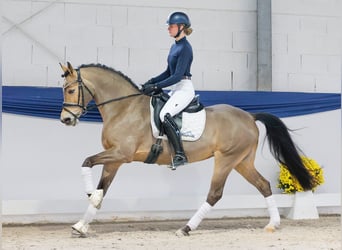 German Riding Pony, Gelding, 10 years, 13,3 hh, Brown