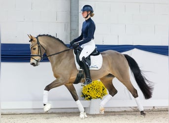 German Riding Pony, Gelding, 10 years, 13,3 hh, Brown