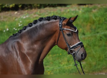 German Riding Pony, Gelding, 10 years, 14.1 hh, Bay-Dark