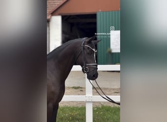 German Riding Pony, Gelding, 10 years, 14.1 hh, Black