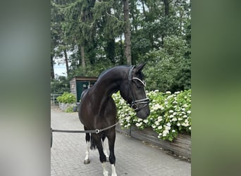 German Riding Pony, Gelding, 10 years, 14.1 hh, Black
