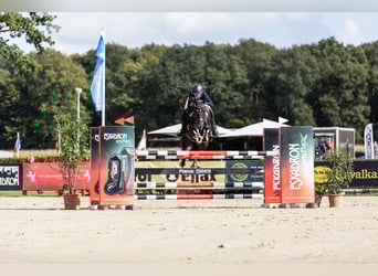 German Riding Pony, Gelding, 10 years, 14.1 hh, Black