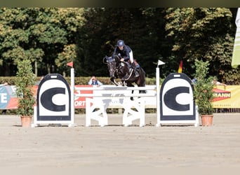 German Riding Pony, Gelding, 10 years, 14.1 hh, Black