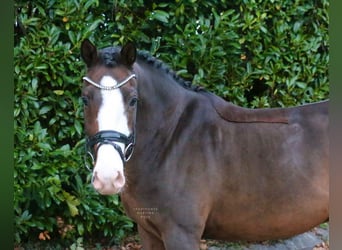 German Riding Pony, Gelding, 10 years, 14.1 hh, Brown