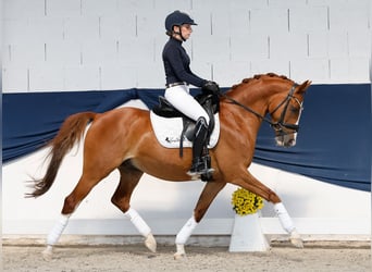 German Riding Pony, Gelding, 10 years, 14.1 hh, Chestnut