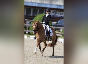 German Riding Pony, Gelding, 10 years, 14.1 hh, Chestnut-Red