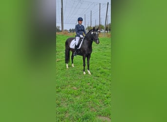 German Riding Pony, Gelding, 10 years, 14.2 hh, Black