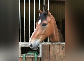 German Riding Pony, Gelding, 10 years, 14.2 hh, Brown