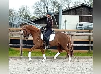 German Riding Pony, Gelding, 10 years, 14.2 hh, Chestnut