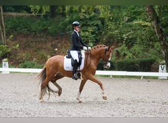 German Riding Pony, Gelding, 10 years, 14.2 hh, Chestnut-Red