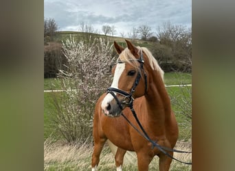 German Riding Pony, Gelding, 10 years, 14.2 hh, Chestnut-Red