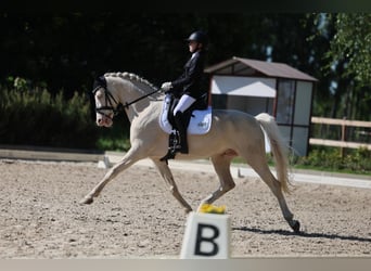 German Riding Pony, Gelding, 10 years, 14.2 hh, Cremello