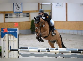German Riding Pony, Gelding, 10 years, 14.2 hh, Dun
