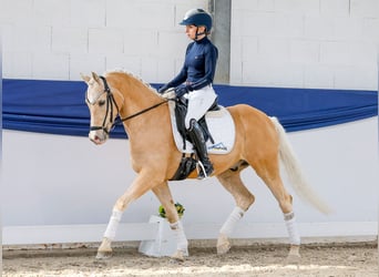 German Riding Pony, Gelding, 10 years, 14.2 hh, Palomino