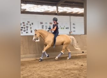 German Riding Pony, Gelding, 10 years, 14.2 hh, Palomino